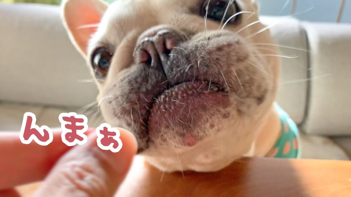 ステーキ食べて幸せそうな顔のフレンチブルドッグこうめさん
