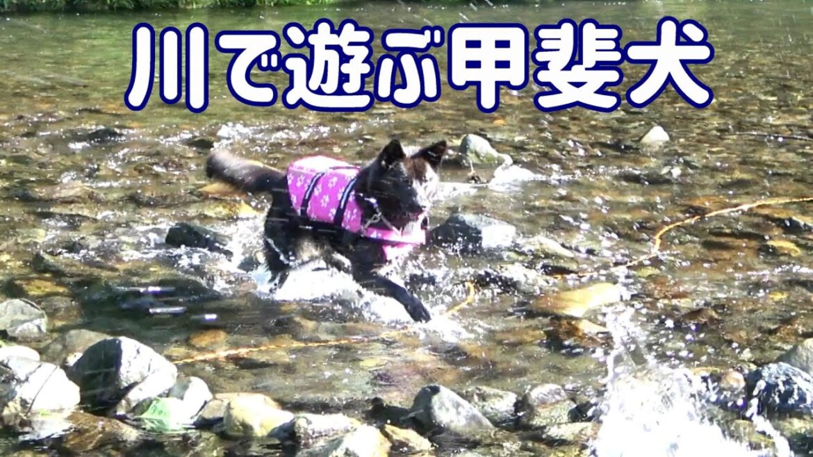 川で遊ぶ甲斐犬、石を追う遊びが大好きな犬、川遊びが好きな犬💦甲斐犬いち