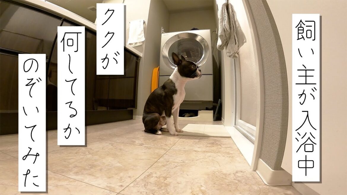 【ボストンテリア】飼い主が入浴中ククが何してるかのぞいてみた