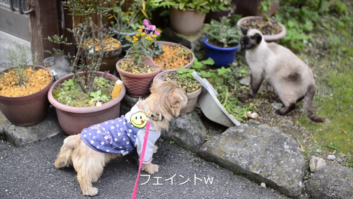 【ノーフォークテリア】猫通り3丁目
