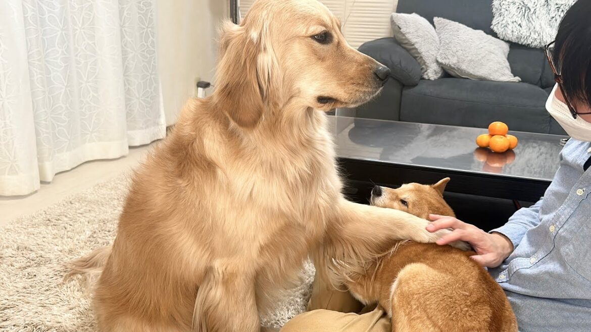 豆柴を撫でると平手打ちで止めに入るゴールデンレトリバー