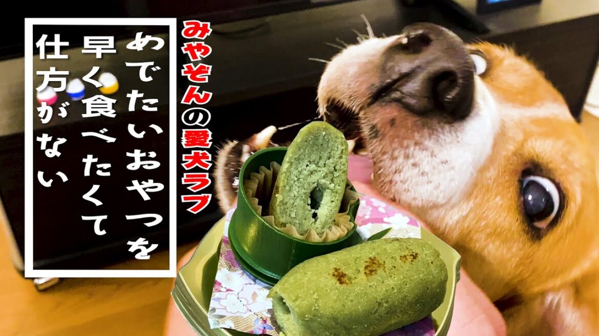 【ビーグル犬ラブ】みやぞん、はやくおやつちょーだい 【ビーグル犬ラブ】みやぞん、はやくおやつちょーだい