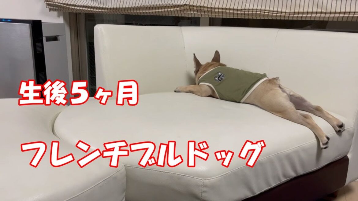 生後5ヶ月になったフレンチブルドッグの文太!やんちゃな成長ぶりを見て頂ければ嬉しいです! 生後5ヶ月になったフレンチブルドッグの文太!やんちゃな成長ぶりを見て頂ければ嬉しいです!
