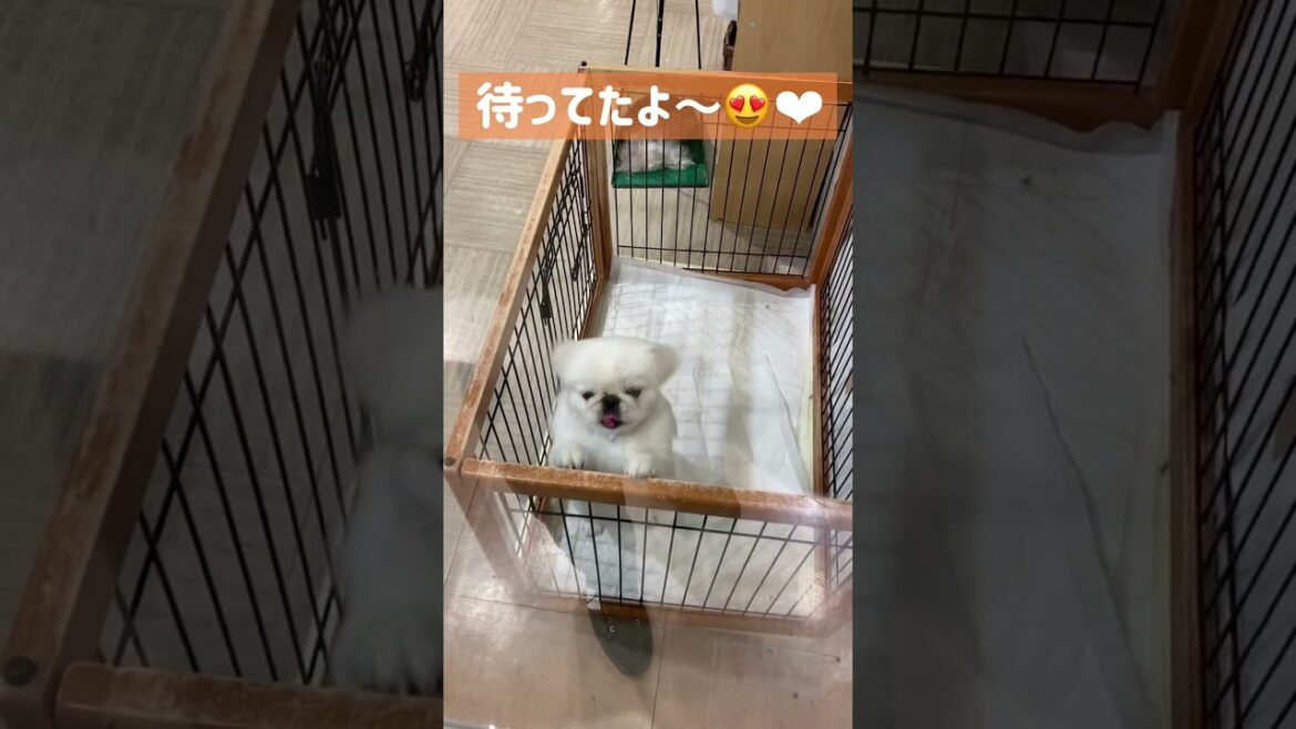 【ペキニーズ】トリミングのお迎えで嬉しさが爆発する犬  #かわいい犬