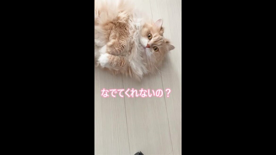 #Shorts【サイベリアン猫】仕事中猫が見つめてくるからついついなでてしまう #Shorts【サイベリアン猫】仕事中猫が見つめてくるからついついなでてしまう