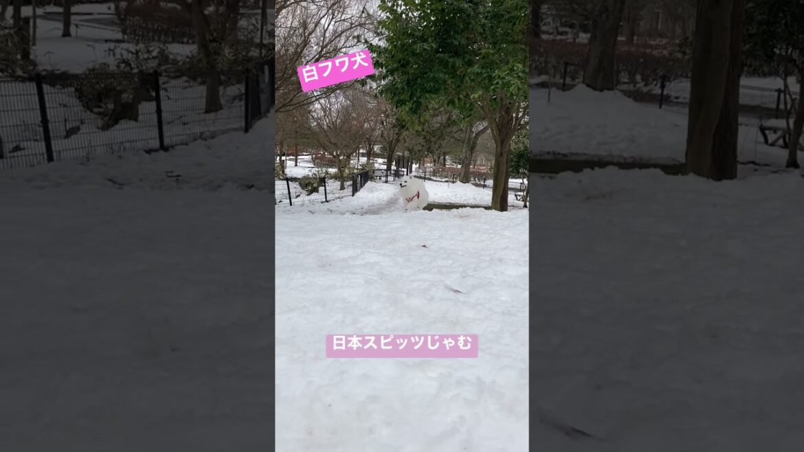 ホワイトスノードッグ【日本スピッツじゃむの冬】