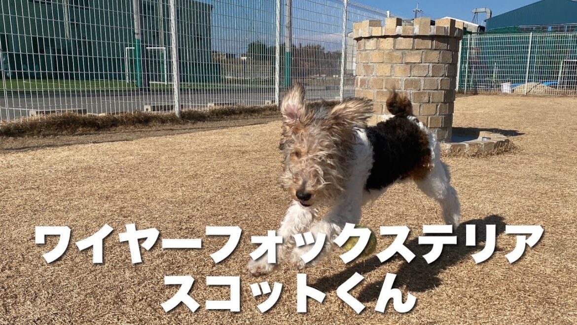 ワイヤーフォックステリア　スコットくん　【wire fox terrier】