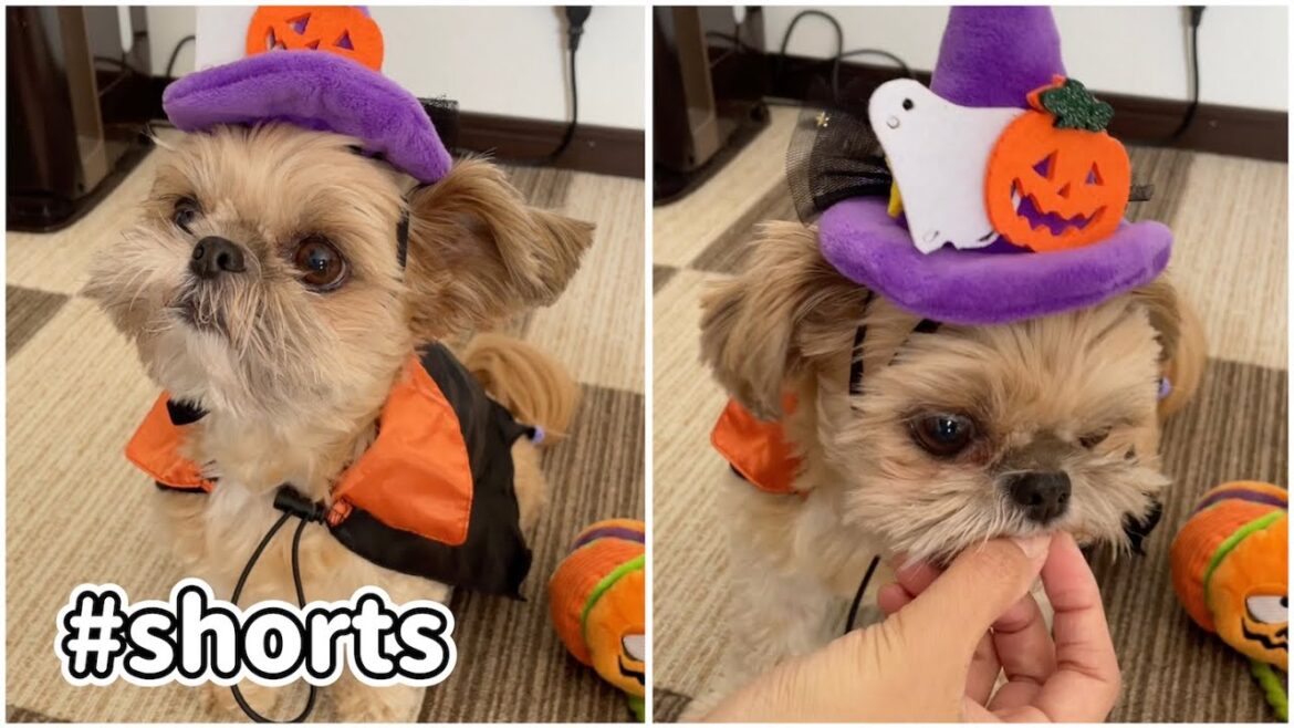 仮装がくずれないように歩く犬 チワワ×シーズー #shorts