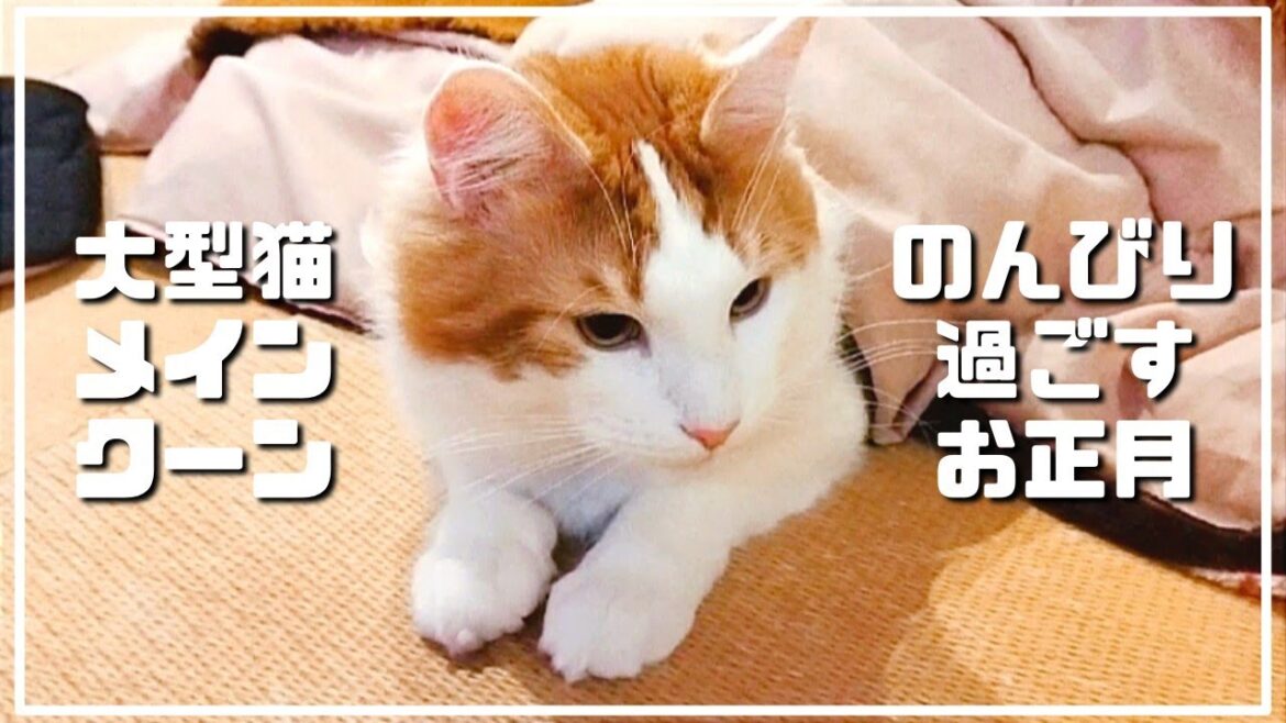 【メインクーン】猫と過ごす何もしないお正月が幸せすぎました。Spending the New Year with a cat is too happy 【メインクーン】猫と過ごす何もしないお正月が幸せすぎました。Spending the New Year with a cat is too happy