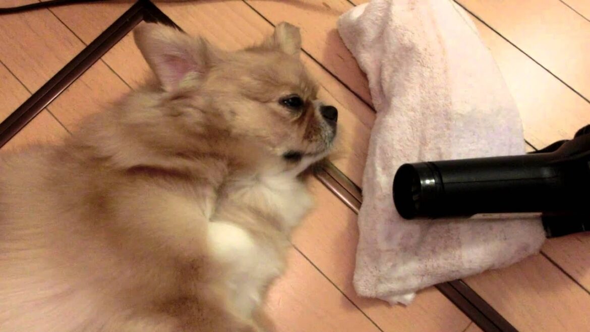 ドライヤー中（チベタンスパニエル）