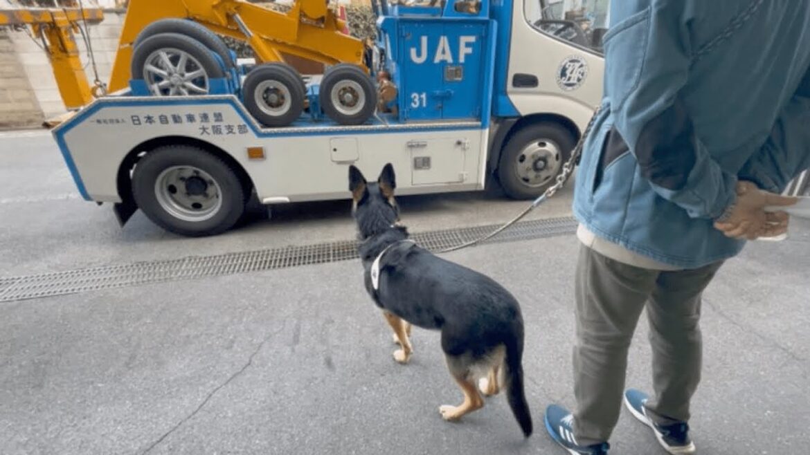 愛犬と出かけた帰りに、納車1ヶ月の愛車が故障しました…【ジャーマンシェパード】