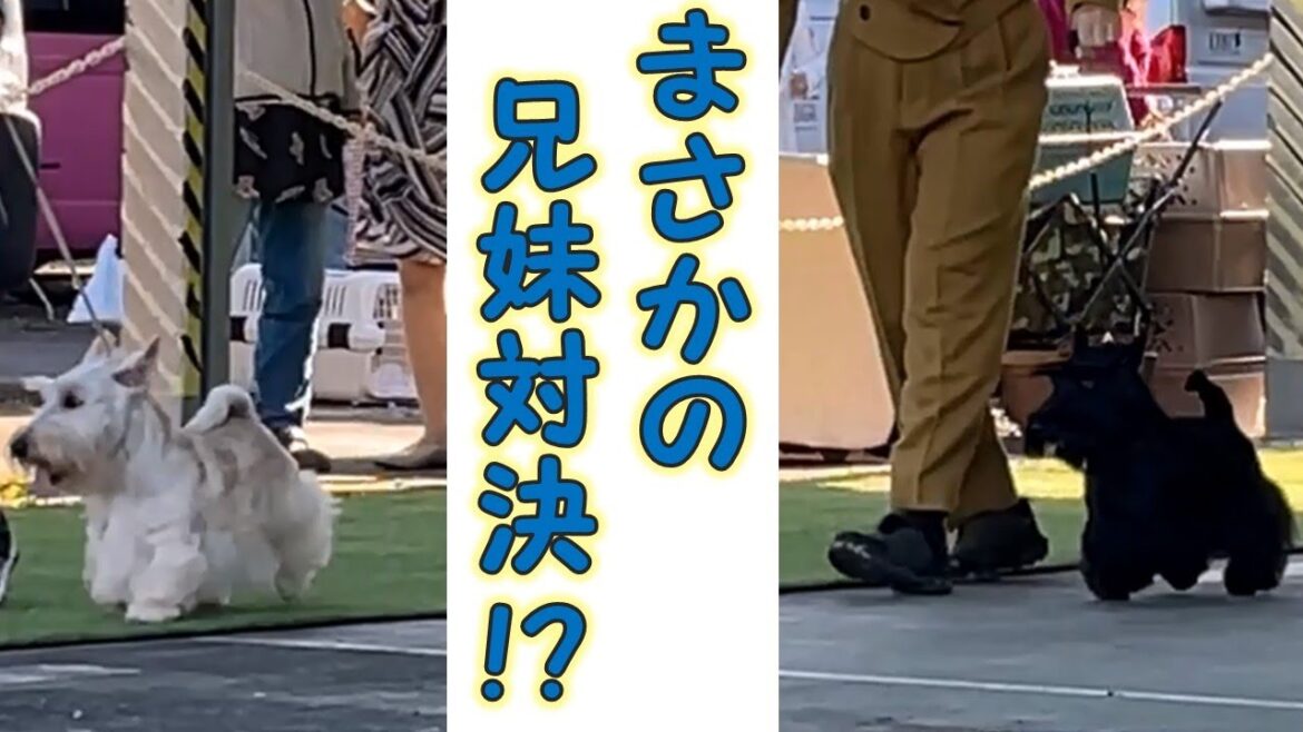 まさかの兄妹対決！？【スコティッシュテリア】【シル・ラムちゃんねる】