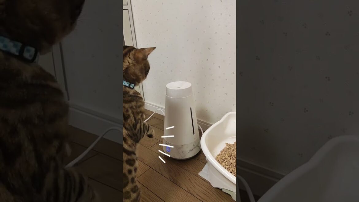 #shorts 【ベンガル猫】初めて見た加湿器