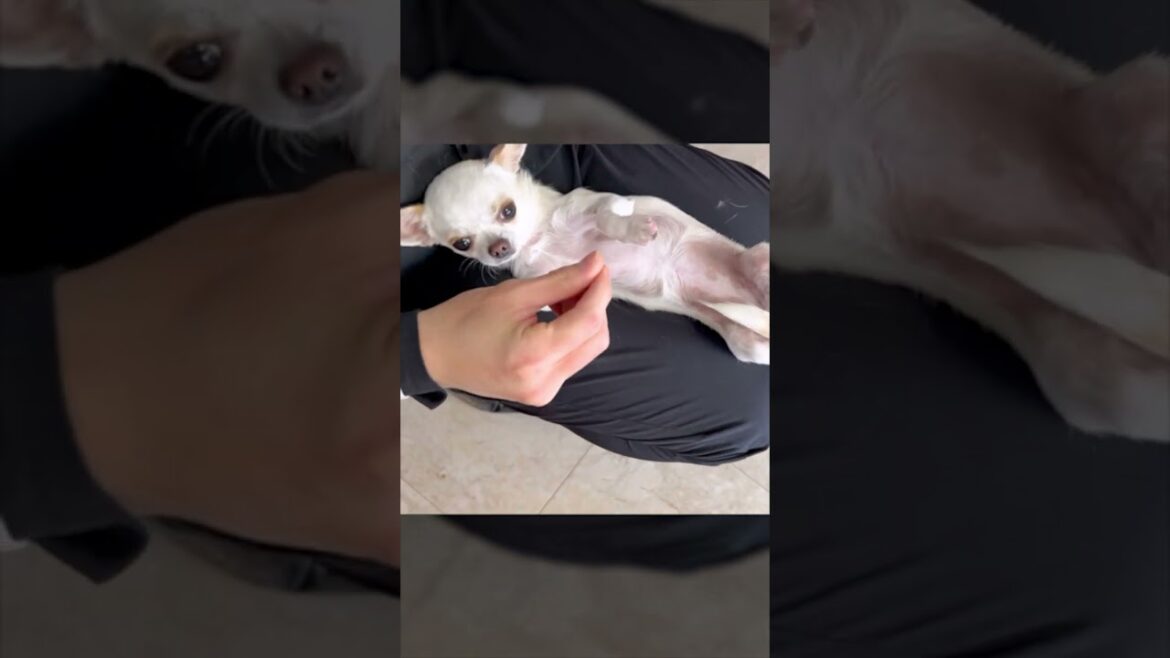 トレーナーさんにずっと仰向け抱っこされていたいスムースコートチワワさん トレーナーさんにずっと仰向け抱っこされていたいスムースコートチワワさん