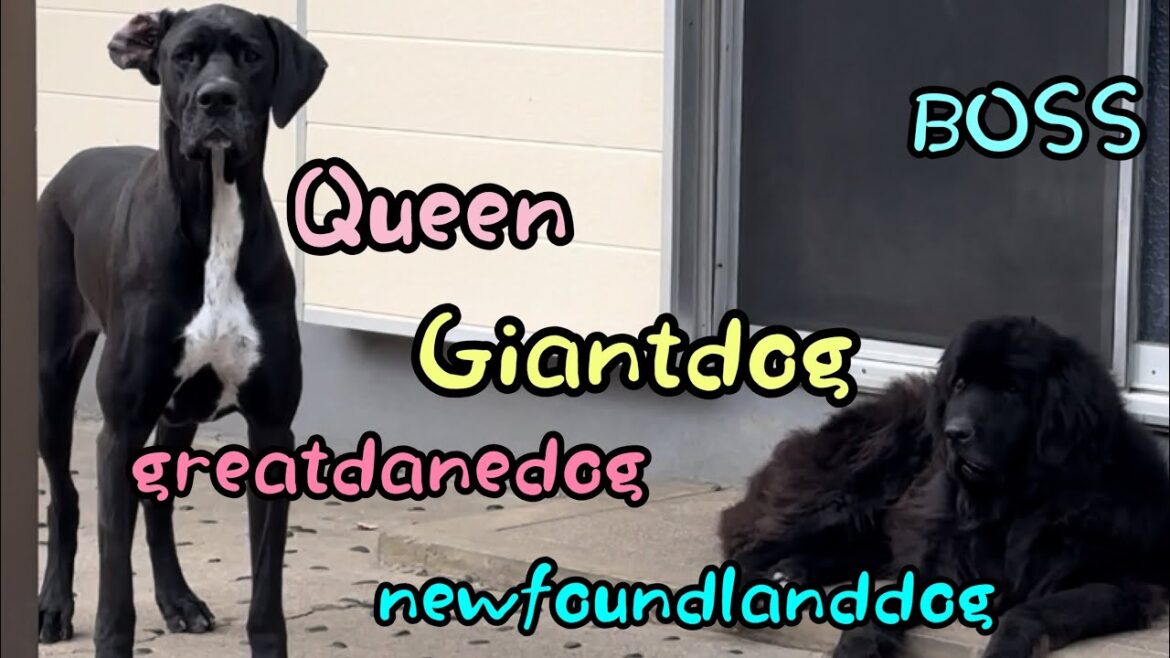 ニューファンドランドvsグレートデーン Giantdog boss＆Queen greatdanedog newfoundlanddog 渡辺ボス