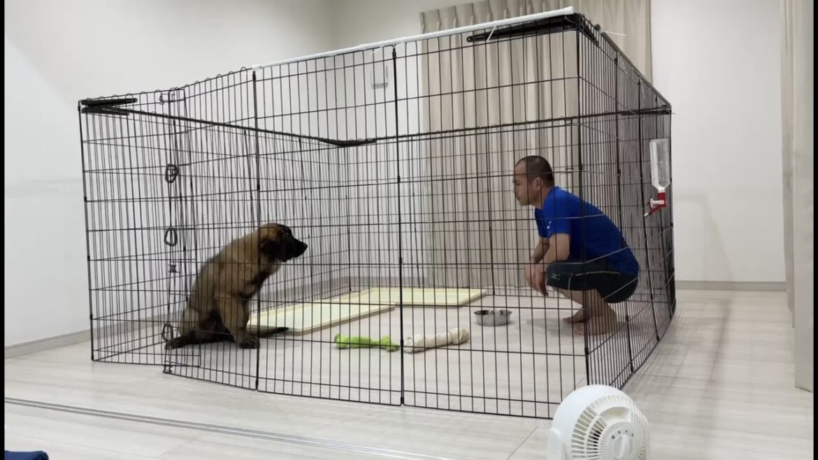 【超大型犬】　ボーズの食事（旦那編）　Leonberger　レオンベルガー