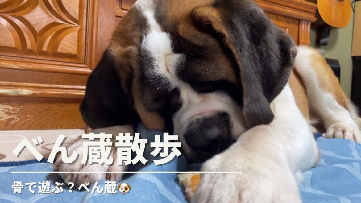 【大型犬セントバーナード】べん蔵が骨で遊ぶ？というかちょっと咥えただけですね😅