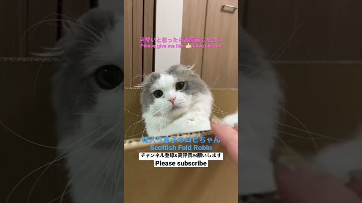 箱入り息子のスコティッシュフォールド〜ロビちゃん #shorts 箱入り息子のスコティッシュフォールド〜ロビちゃん #shorts