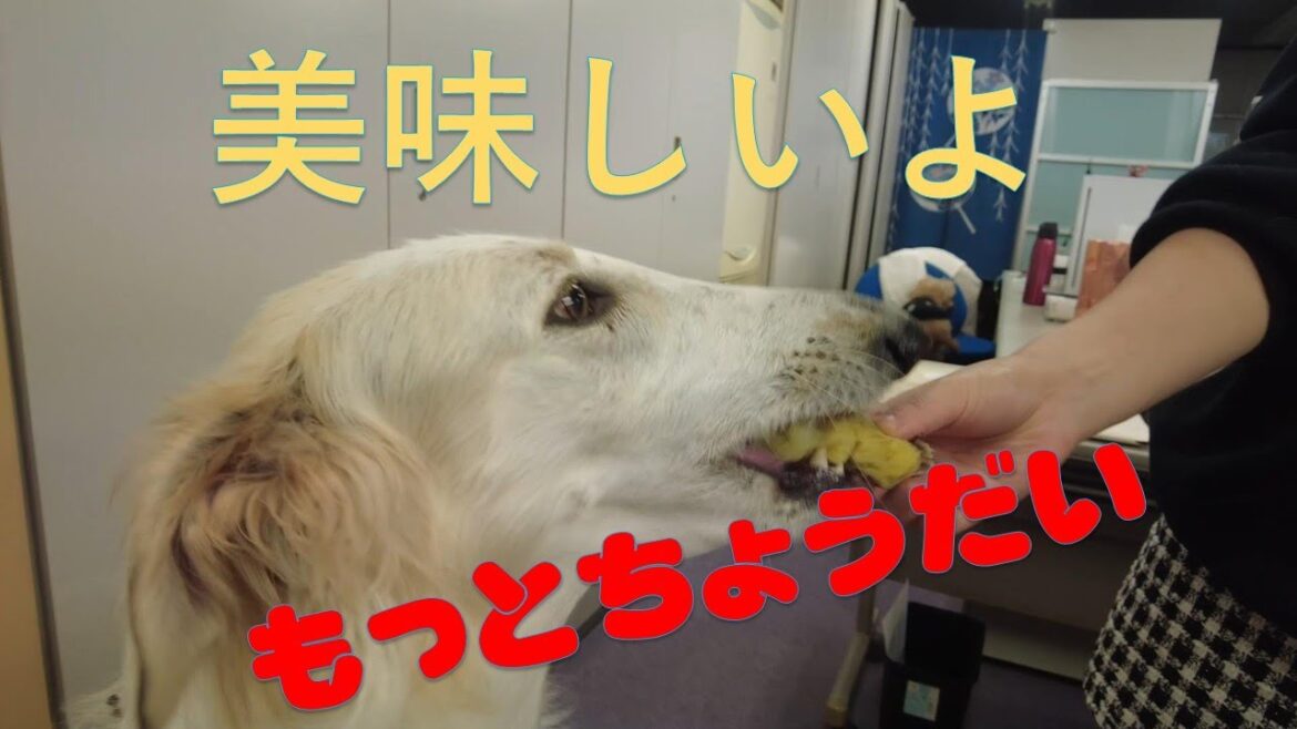 お芋🍠大好き🎶ボルゾイ🐶 お芋🍠大好き🎶ボルゾイ🐶