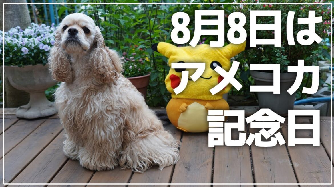 8月8日はアメコカ記念日！おしゃべりペットアメリカンコッカースパニエル