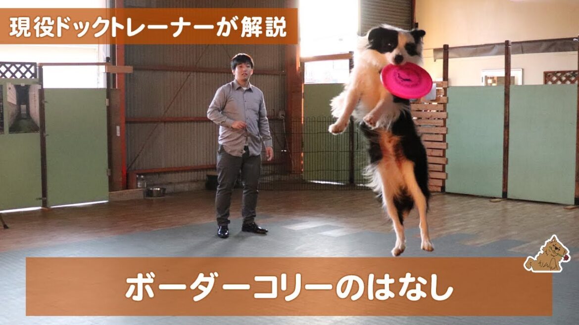 ペットショップでは絶対に教えてくれないボーダーコリーの話。飼い方？特徴は？　現役ドックトレーナーの犬種紹介（Border Collie）