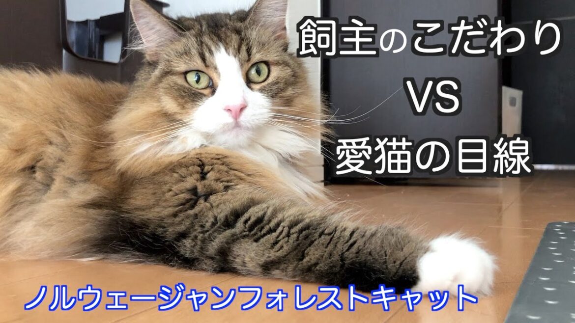 飼主のこだわりに対する猫の視線 ノルウェージャンフォレストキャット 飼主のこだわりに対する猫の視線 ノルウェージャンフォレストキャット
