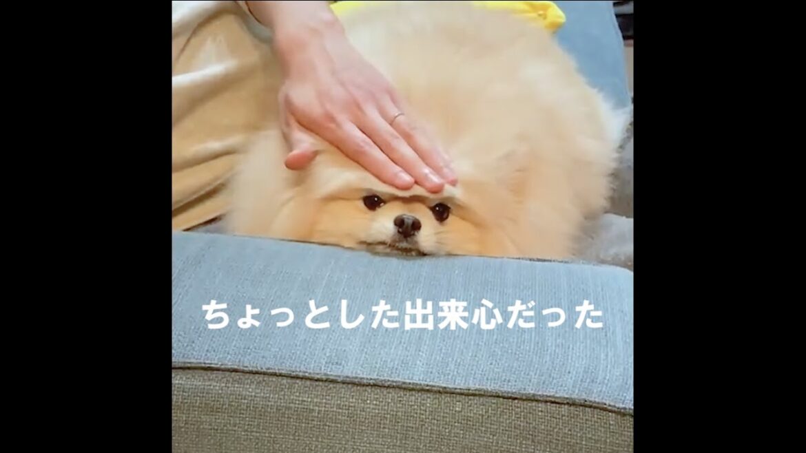 ポメラニアンにずっと詰められる #Shorts ポメラニアンにずっと詰められる #Shorts