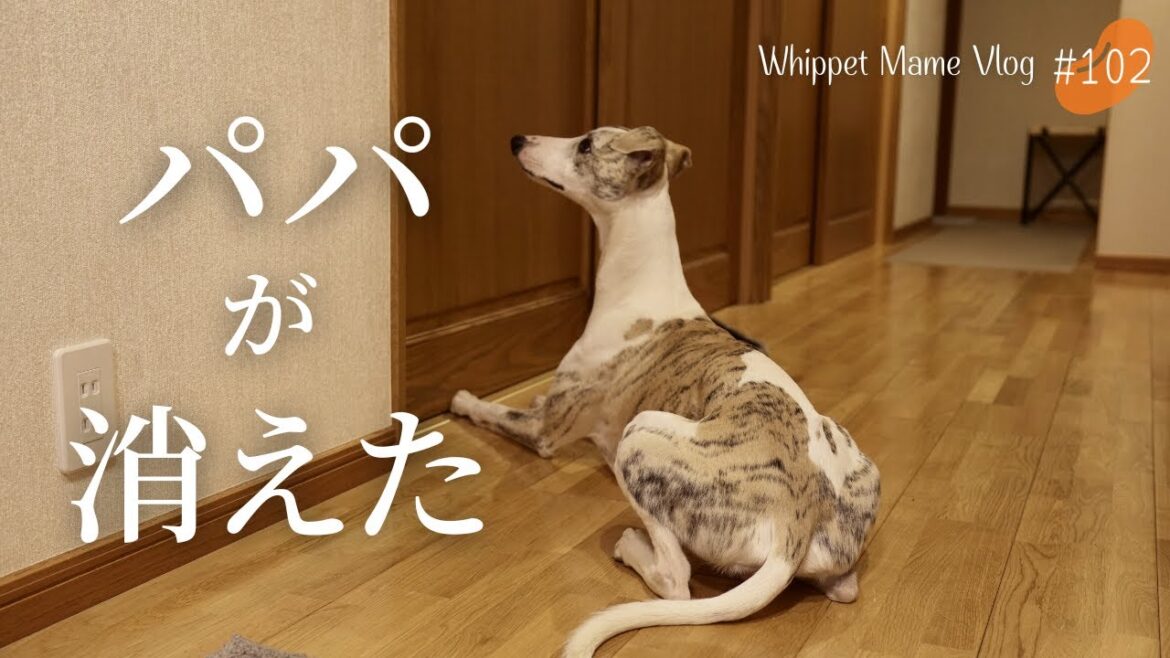おみくじ引く前から大凶な愛犬ウィペットが可哀想すぎる　#102
