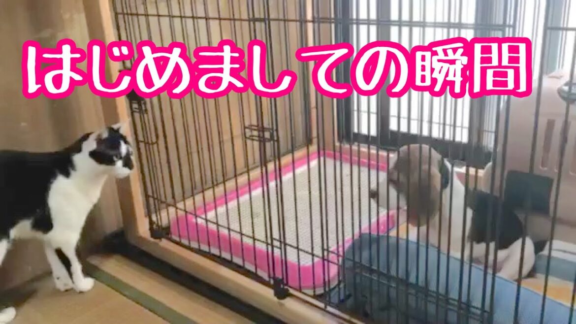 はじめまして！先住猫と初対面した子犬時代【ビーグル犬さつき】