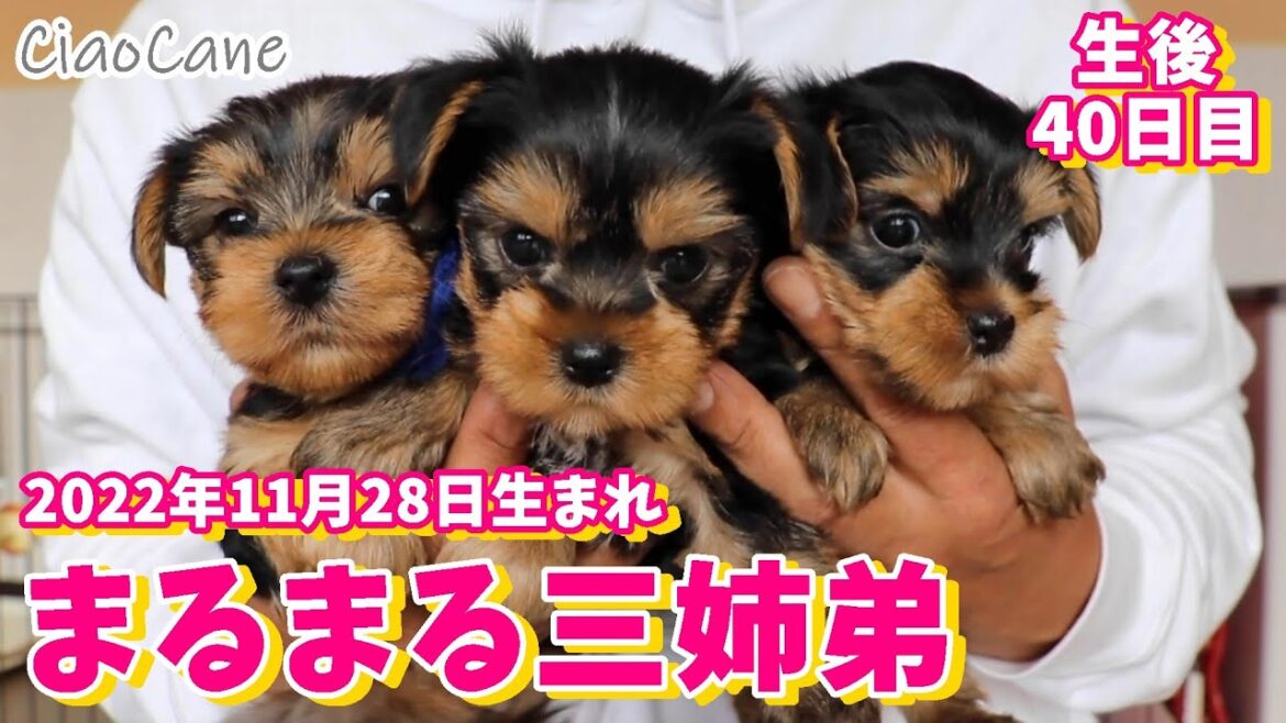 2022年11月28日生まれ・ニコの三つ子ちゃん【生後40日目】【ヨークシャーテリア専門犬舎チャオカーネ】 2022年11月28日生まれ・ニコの三つ子ちゃん【生後40日目】【ヨークシャーテリア専門犬舎チャオカーネ】