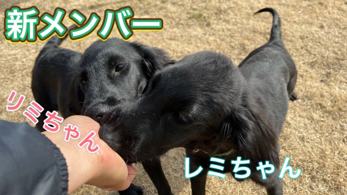 【フラットコーテッド・レトリバー】新メンバー