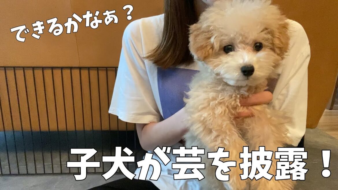 【生後3ヶ月】トイプードルの子犬が覚えたての芸を披露！できるかな？！