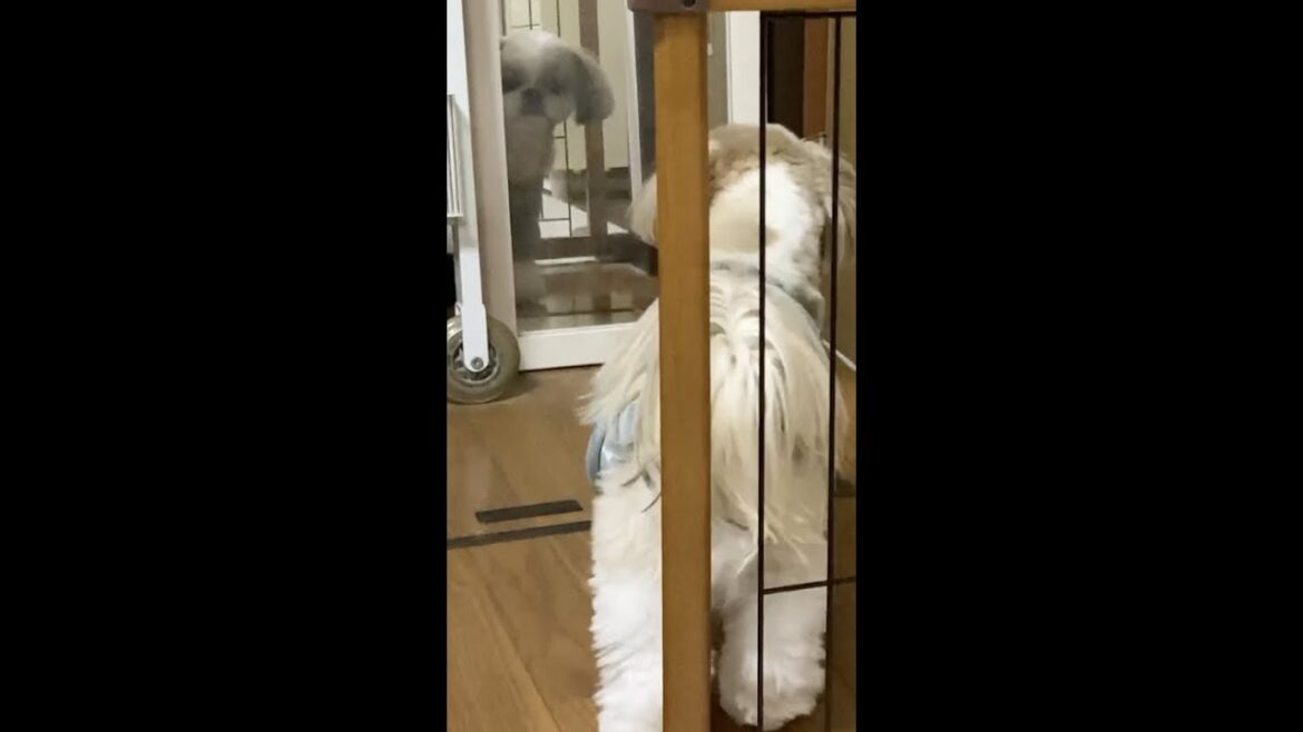 鏡に映った自分に恋したシーズー犬【200】#shorts