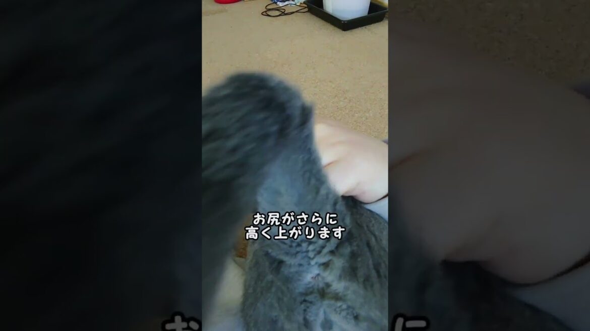【猫動画】お尻を高くして添い寝するロシアンブルー【russianbule】#shorts Russian Blue sleeping with her butt raised 【猫動画】お尻を高くして添い寝するロシアンブルー【russianbule】#shorts Russian Blue sleeping with her butt raised