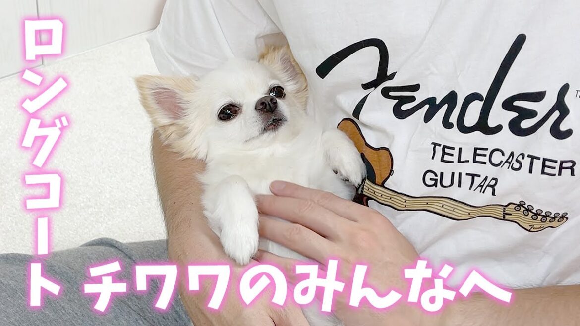 【関西弁でしゃべる犬】ロングコートチワワのみんなへ Part2 【おしゃべりペット】 【関西弁でしゃべる犬】ロングコートチワワのみんなへ Part2 【おしゃべりペット】
