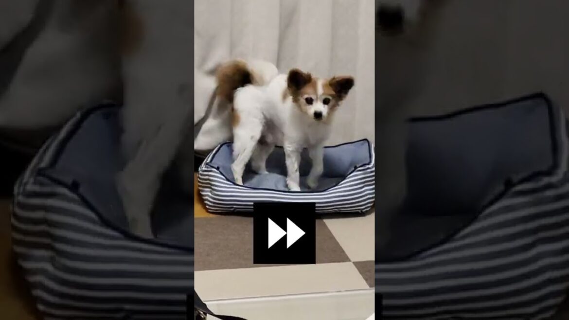 【くぅ♂】こだわりが強いパピヨン犬