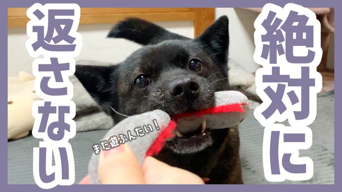 【甲斐犬】こんなに可愛い顔してオモチャをボロボロに噛みちぎる甲斐犬