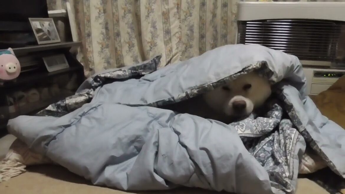 【秋田犬ゆうき】飼い主の薄布団が思いのほか暖かったので横取りして立てこもる【akita dog】