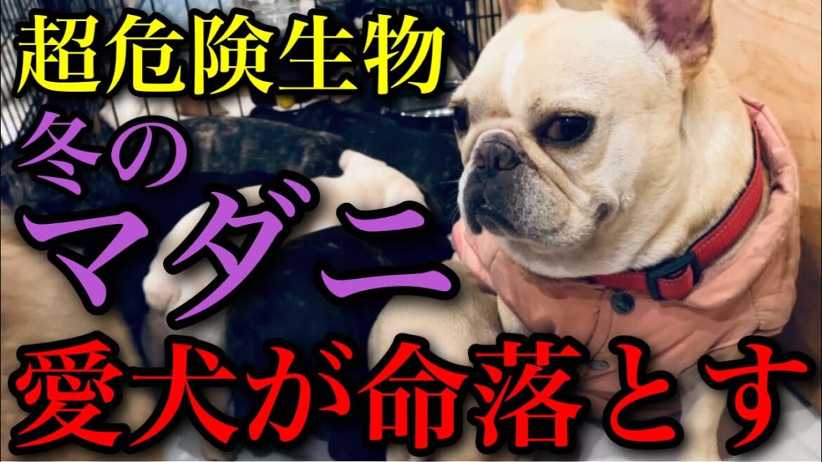 【知らないとヤバい】命に関わる冬マダニの撃退法と噛まれた時の対処法 【知らないとヤバい】命に関わる冬マダニの撃退法と噛まれた時の対処法