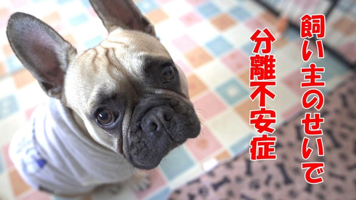 フレンチブルドッグの分離不安症