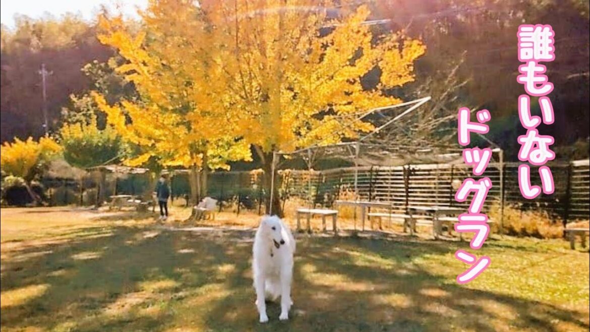 大型犬とドッグ ランに 来たけど、そんなん家でできるやろ!!