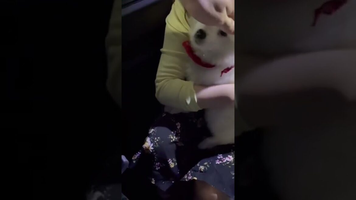 ちっちゃいけど、子犬にしてはやっぱりデカいサモエド犬ミール♡笑【うちの子記念日✨】 #shorts