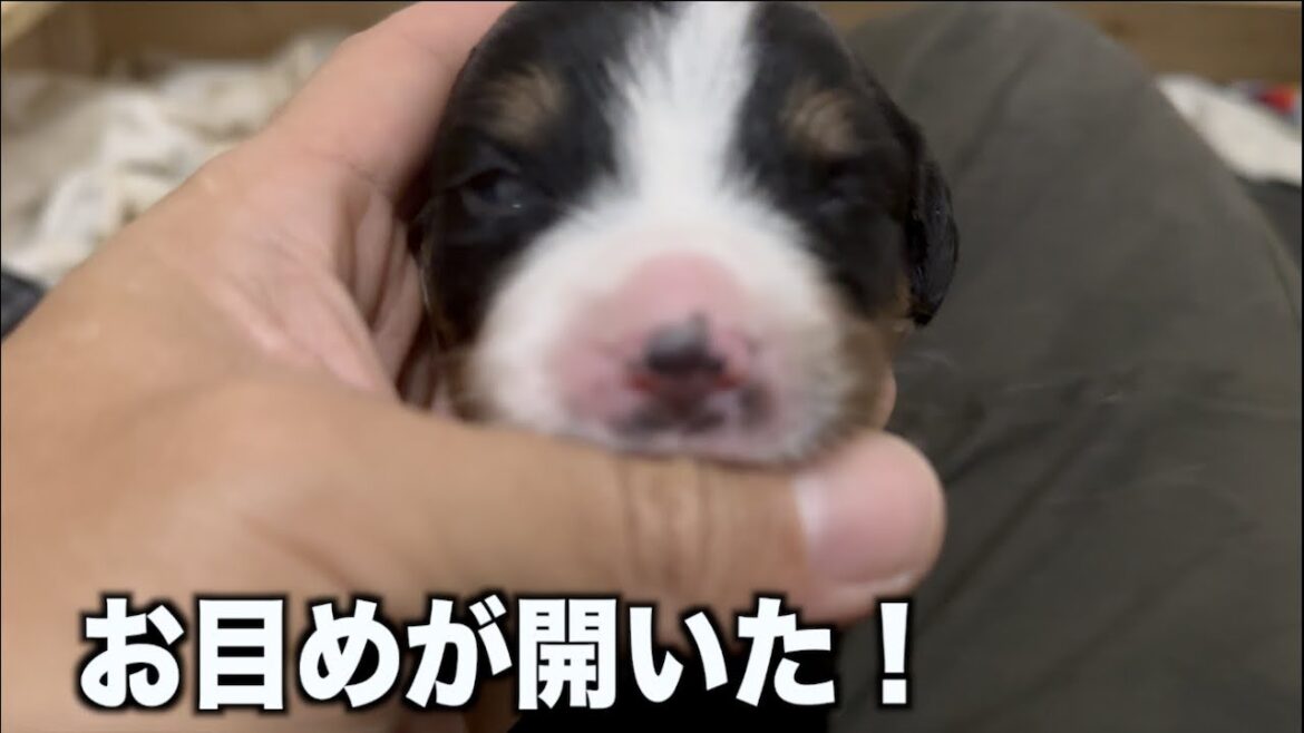 お目目が開いた！生後11日目のバーニーズ