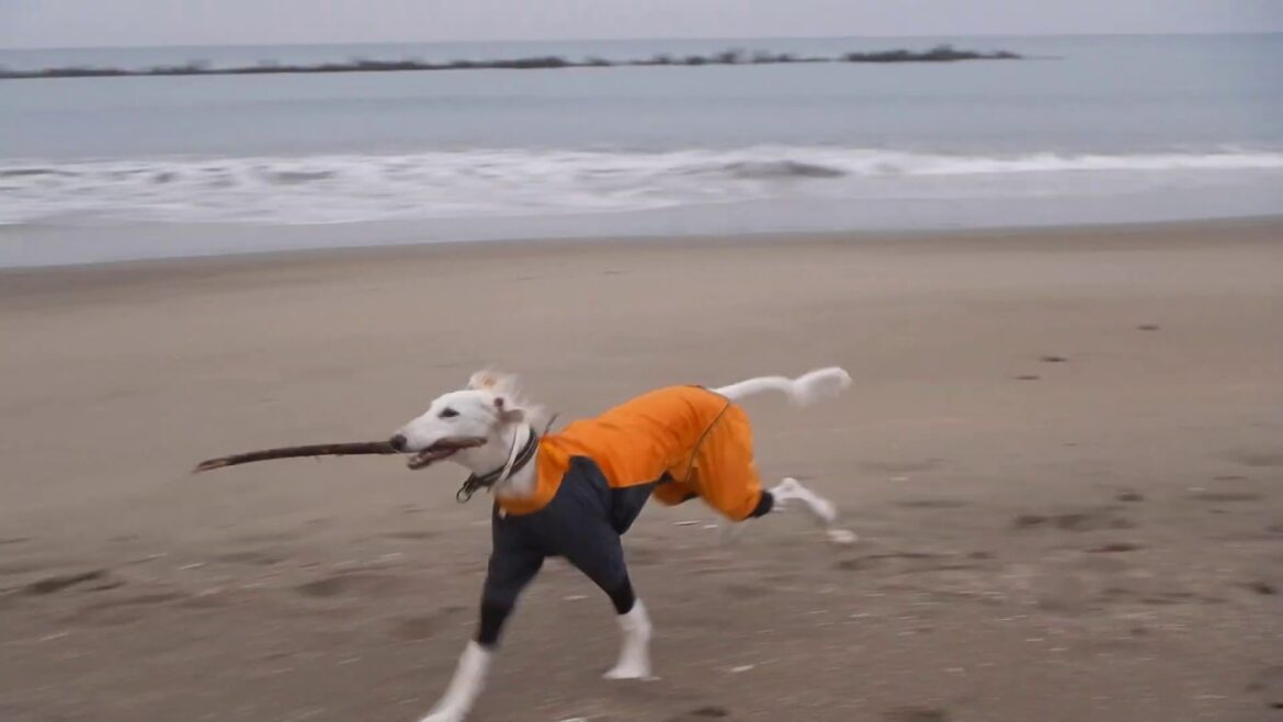 サルーキ　ぽぽ！流木を追いかけて♪（Saluki）