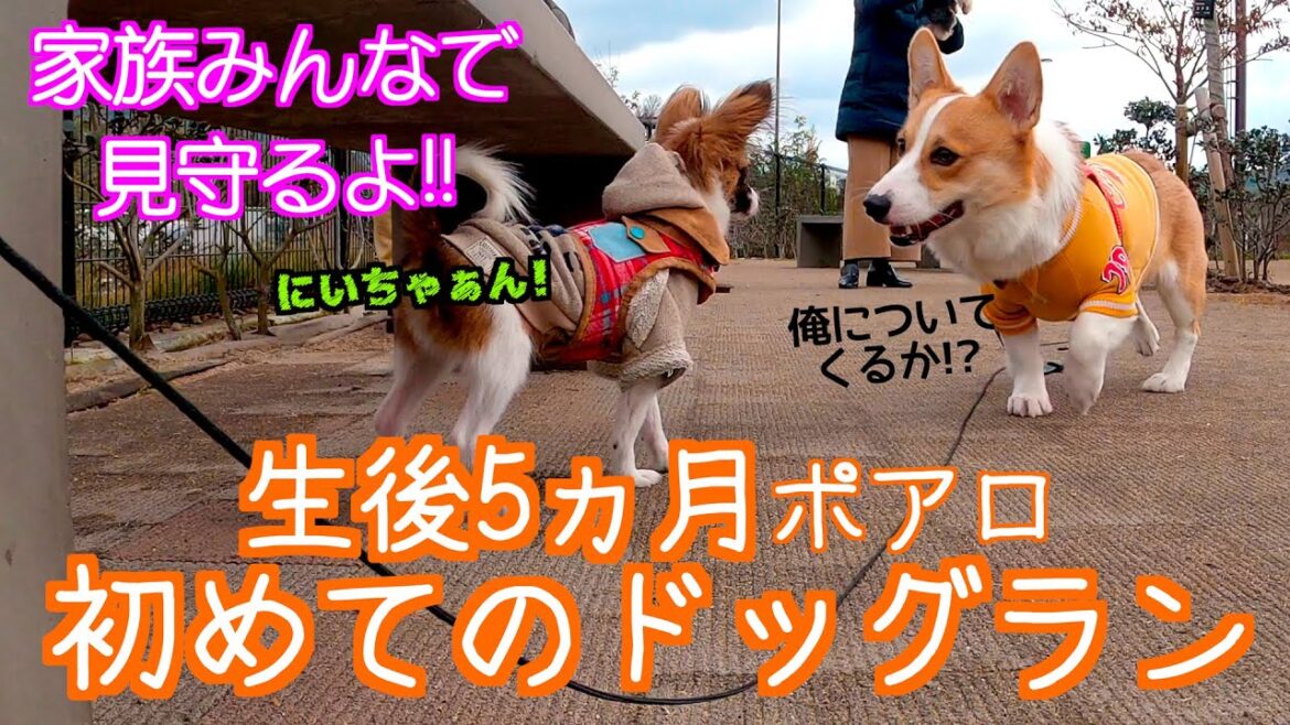【パピヨン】小型犬生後5ヵ月初めてのドッグラン！ワンコたちと仲良く遊べるか！？【コーギー】 4K