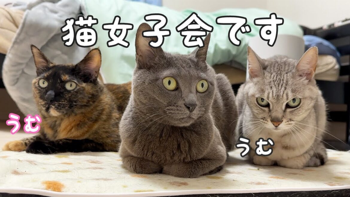 今年も新年から猫女子会が開催されたので参加しました！
