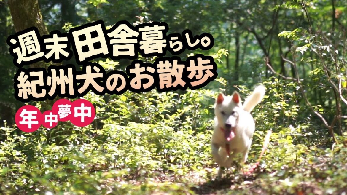 【紀州犬】山と生きる美しき日本犬！　週末田舎暮らし/山林/散歩