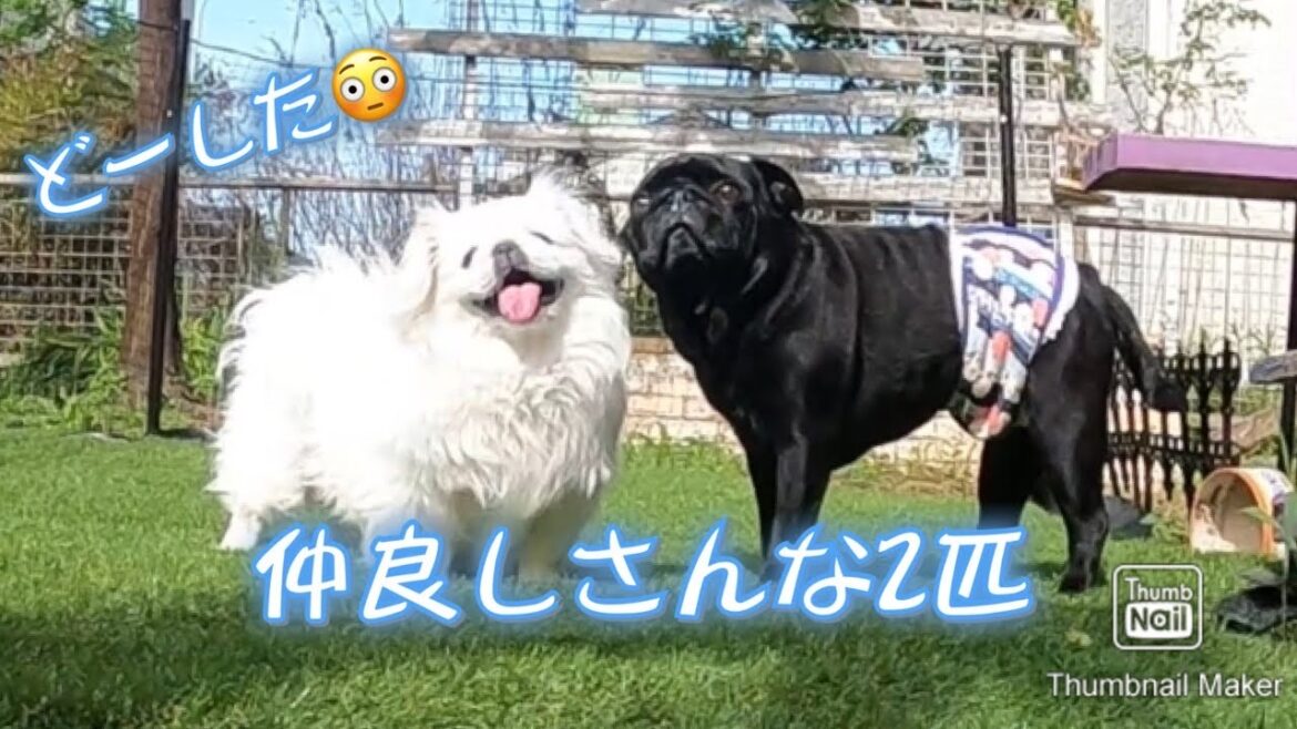 【ペキニーズ】梅子！かわいらしく駄々をこねる　どーした！？珍しく仲良しな２匹…