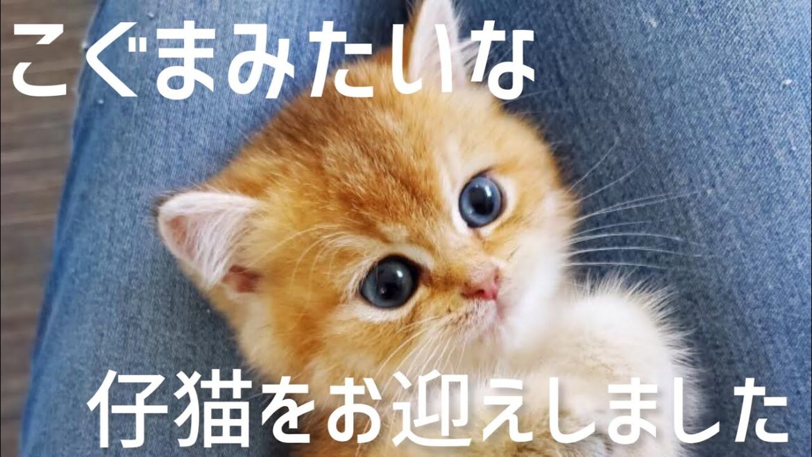 【ブリティッシュゴールデン】生後58日の子猫をお迎えしました 【ブリティッシュゴールデン】生後58日の子猫をお迎えしました