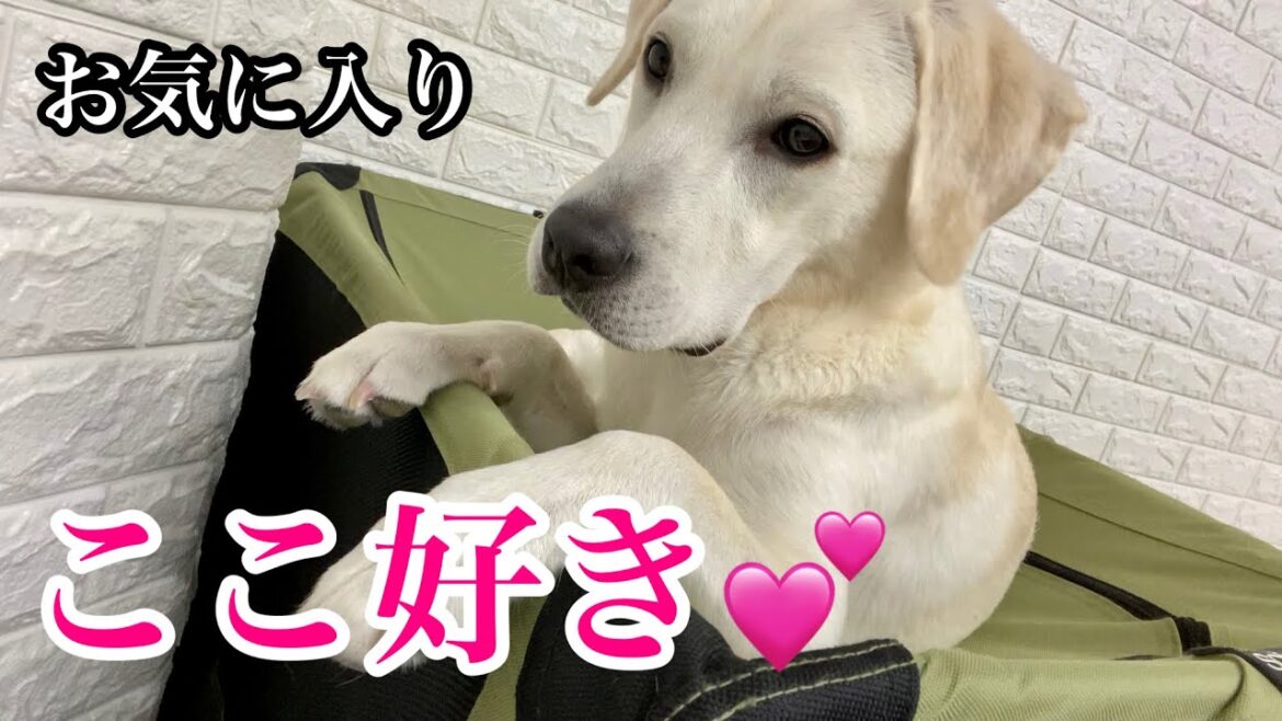 やはり屋根の上が好きなラブラドールレトリバー Labrador retriever who likes on the roof #Shorts
